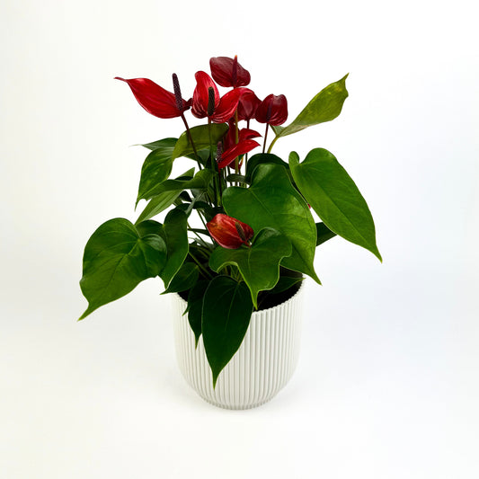 Anthurium Karma Lava Houseplant