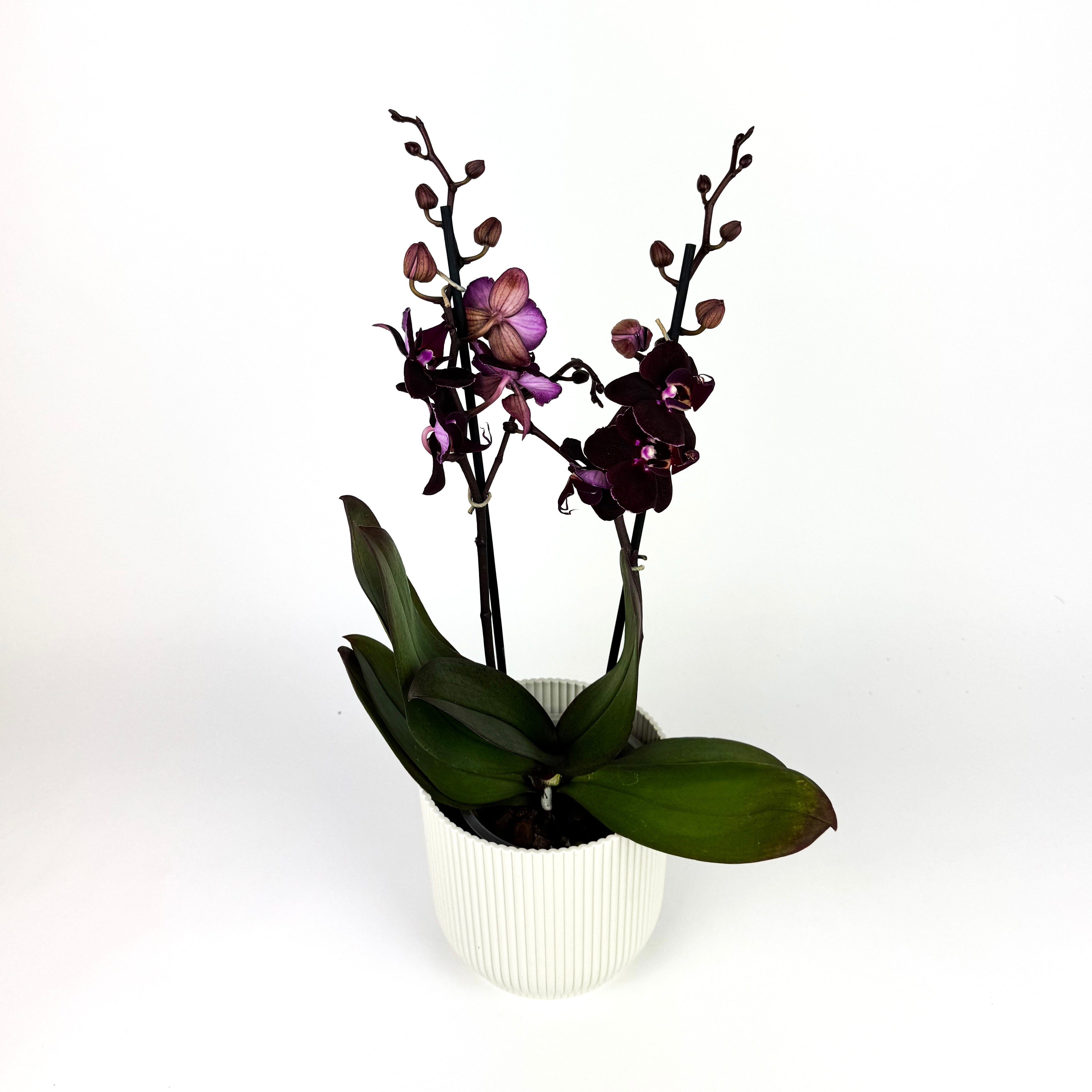 Phalaenopsis Orchid 2 Stem