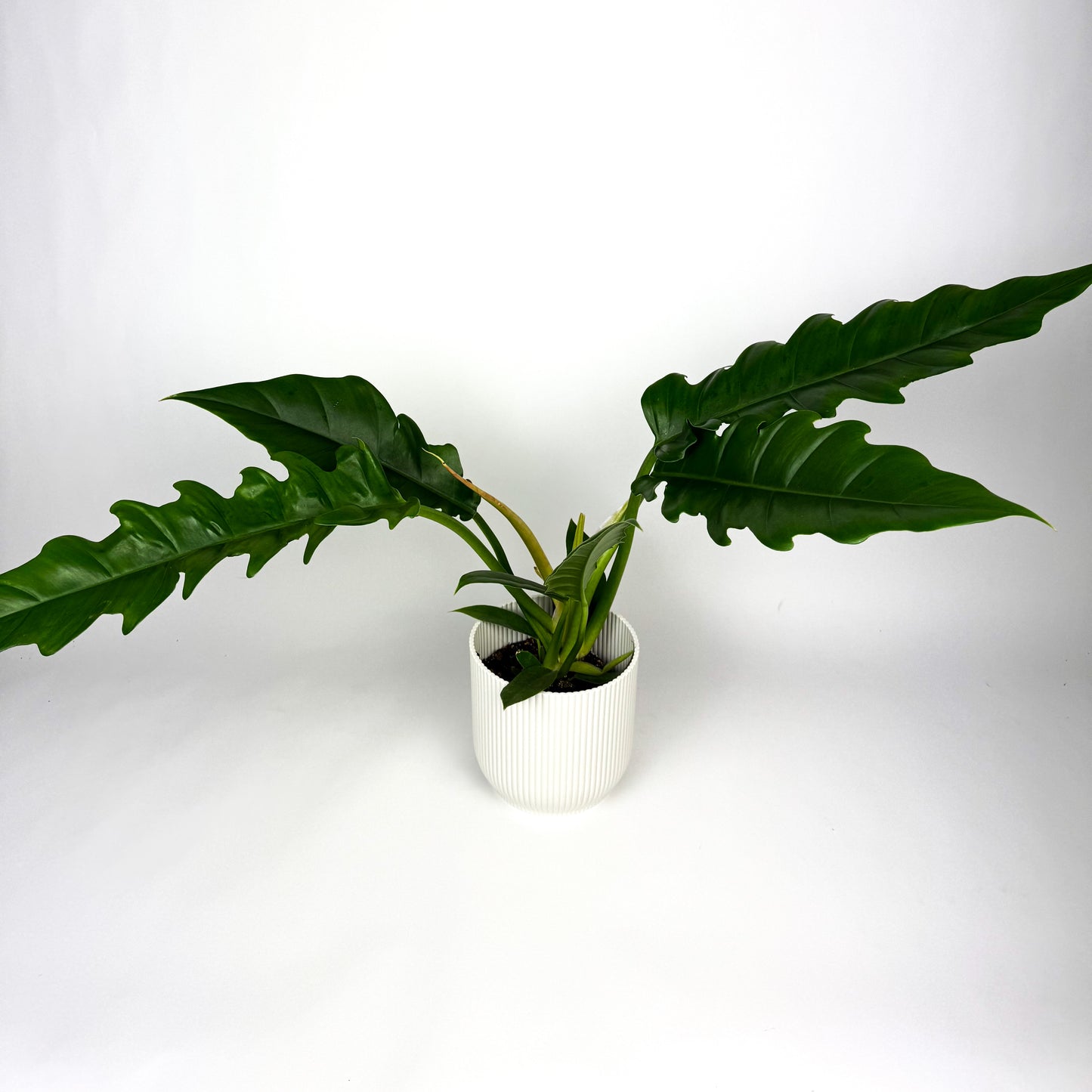 Philodendron Narrow Houseplant