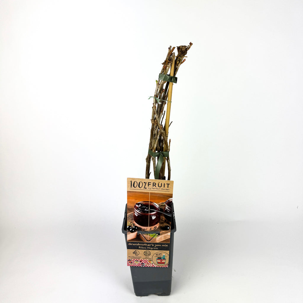 Fruit Trees To Make Marmalade Outdoor Plant