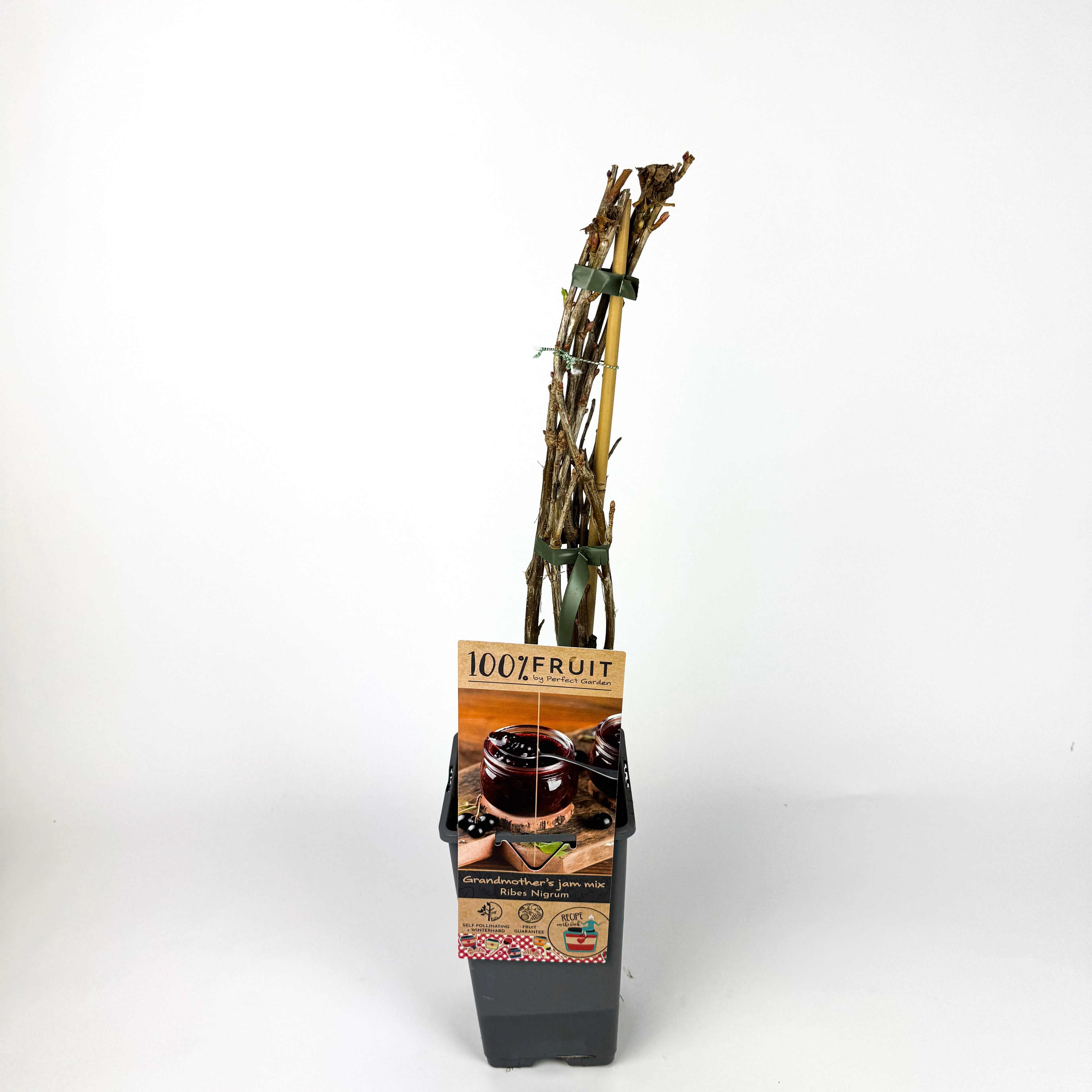 Fruit Trees To Make Marmalade Outdoor Plant