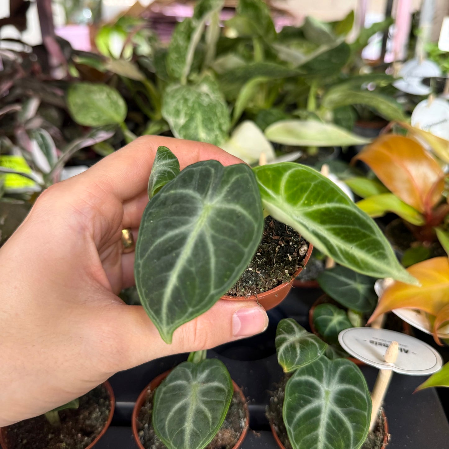 Mini Plants Bundle