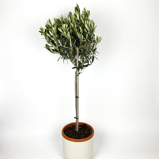 Large Olive Tree Houseplant