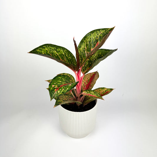 Aglaonema Paradise Red Houseplant