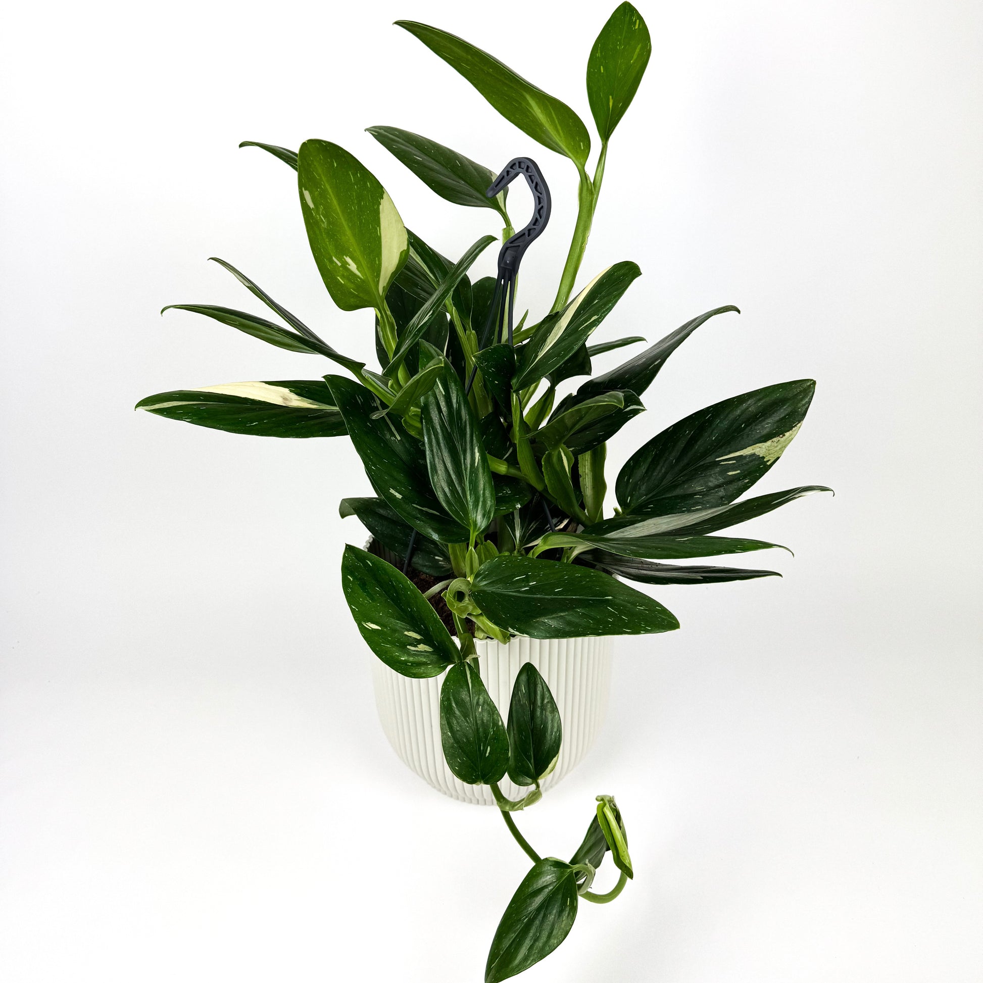 philodendron cobra for sale Large Philodendron Cobra Houseplant – OH SO Floral