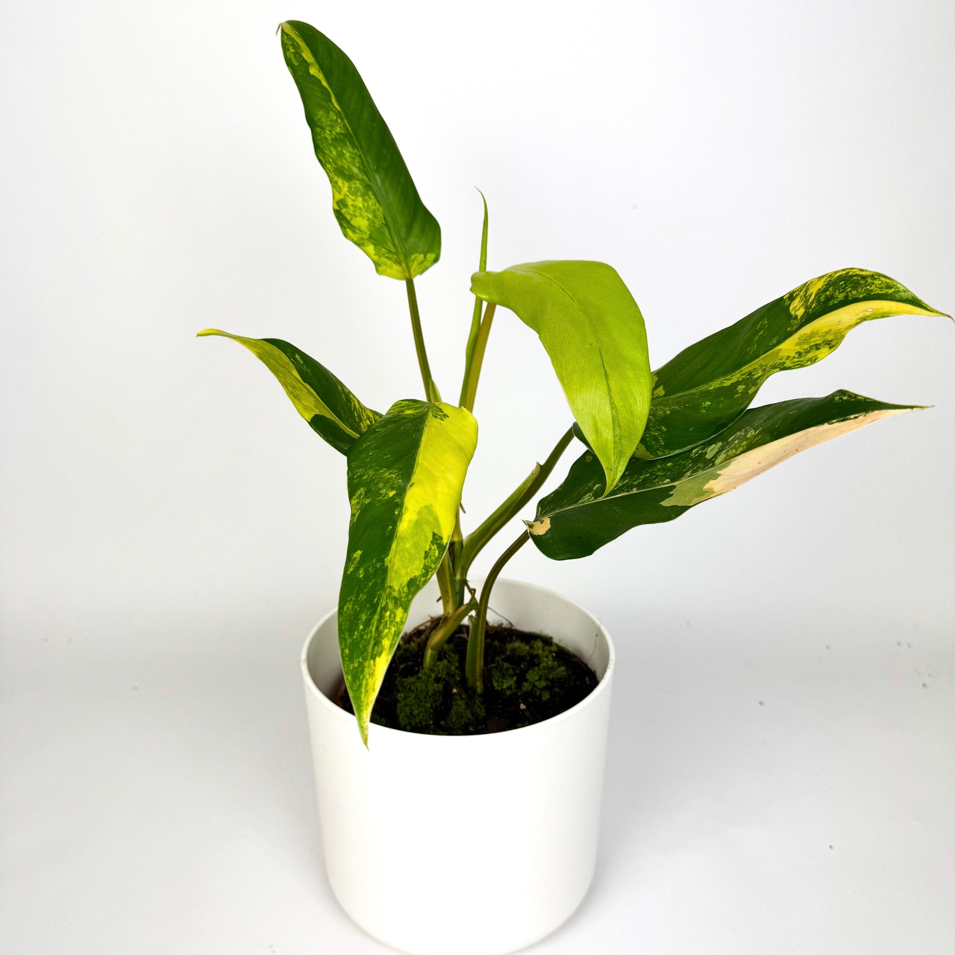 indoor philodendron domesticum RARE Philodendron Domesticum Houseplant