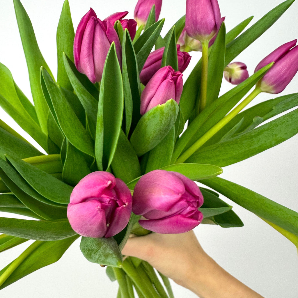 20 Stems Cerise Tulips Fresh Flower Bouquet