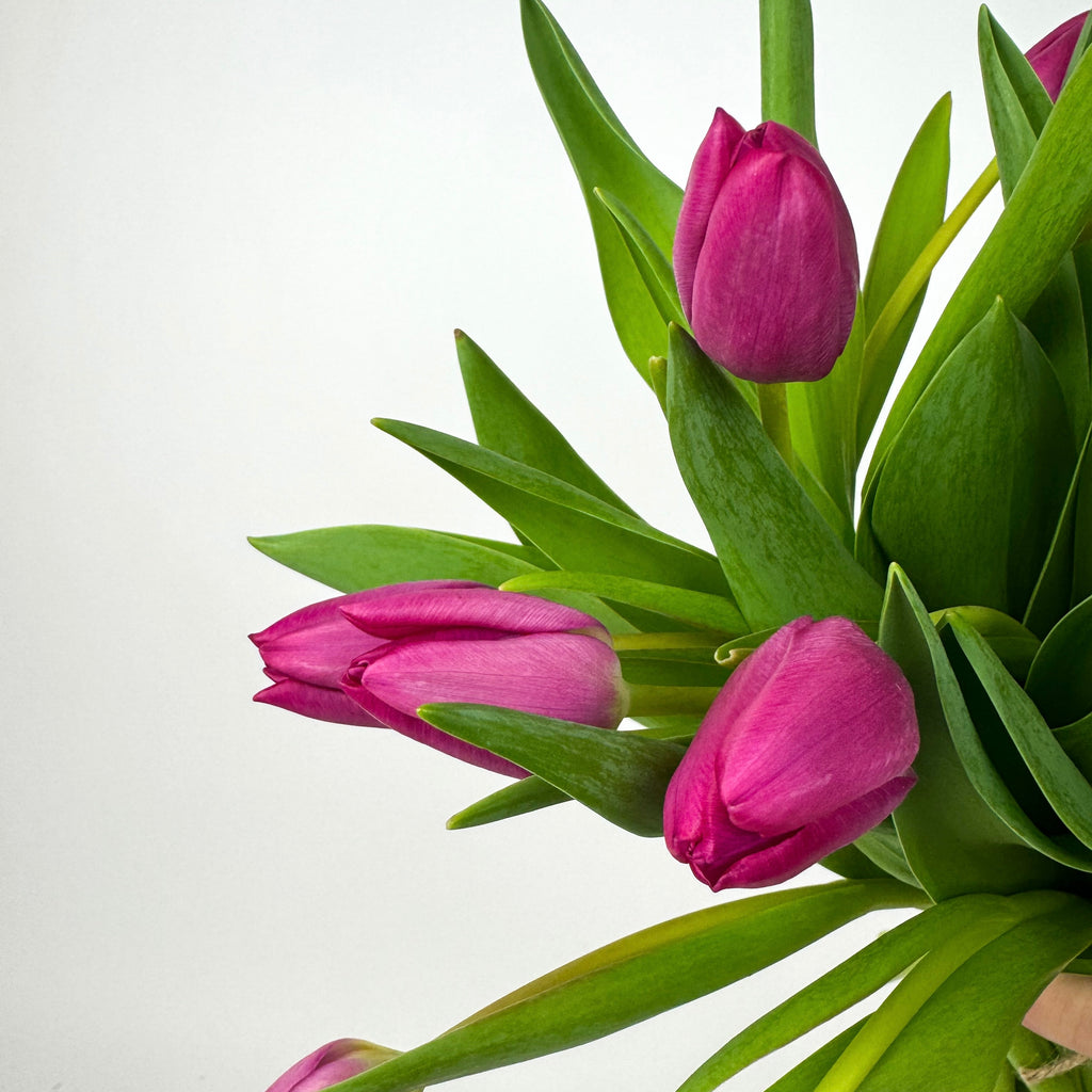 20 Stems Cerise Tulips Fresh Flower Bouquet