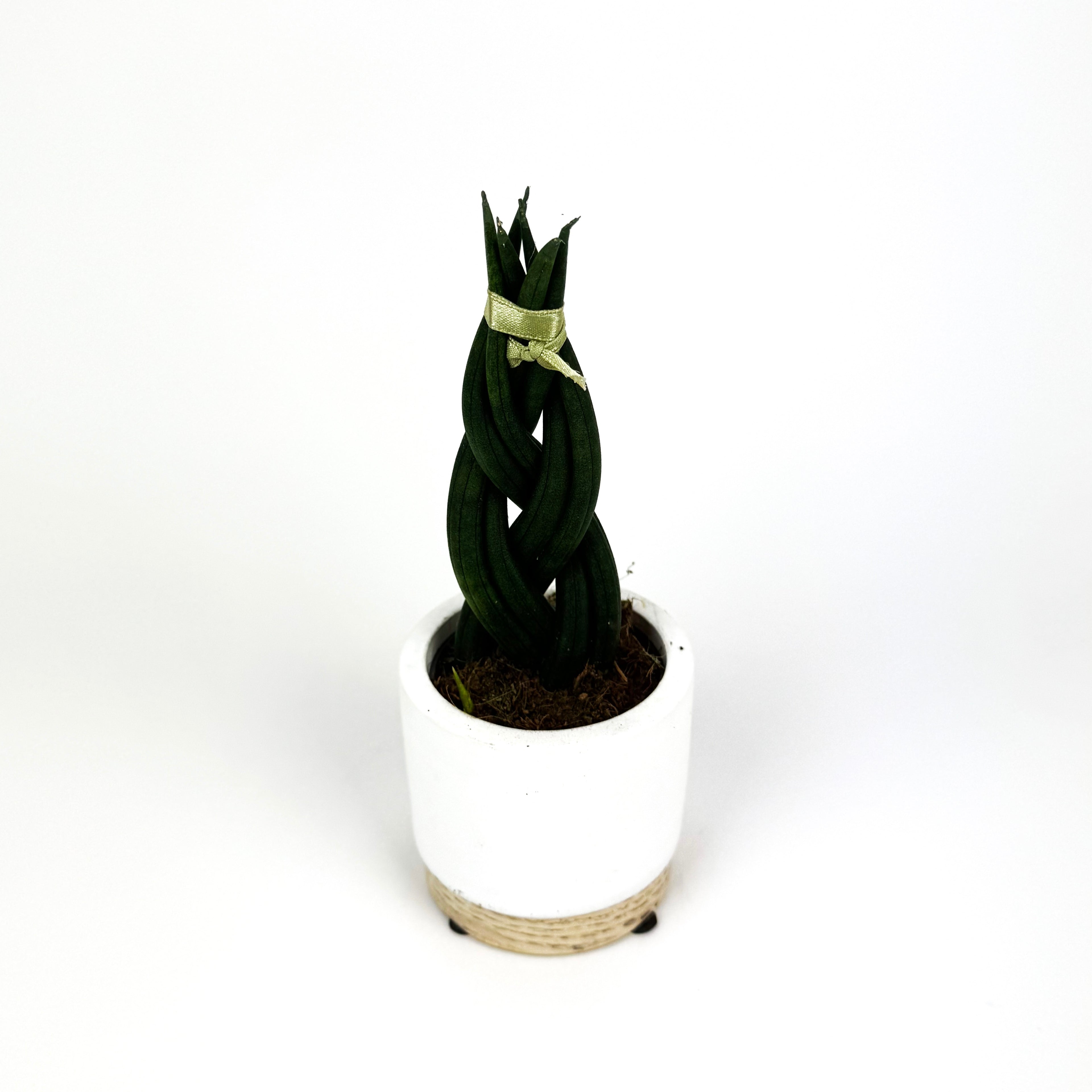 Mini Braided Snake Houseplant