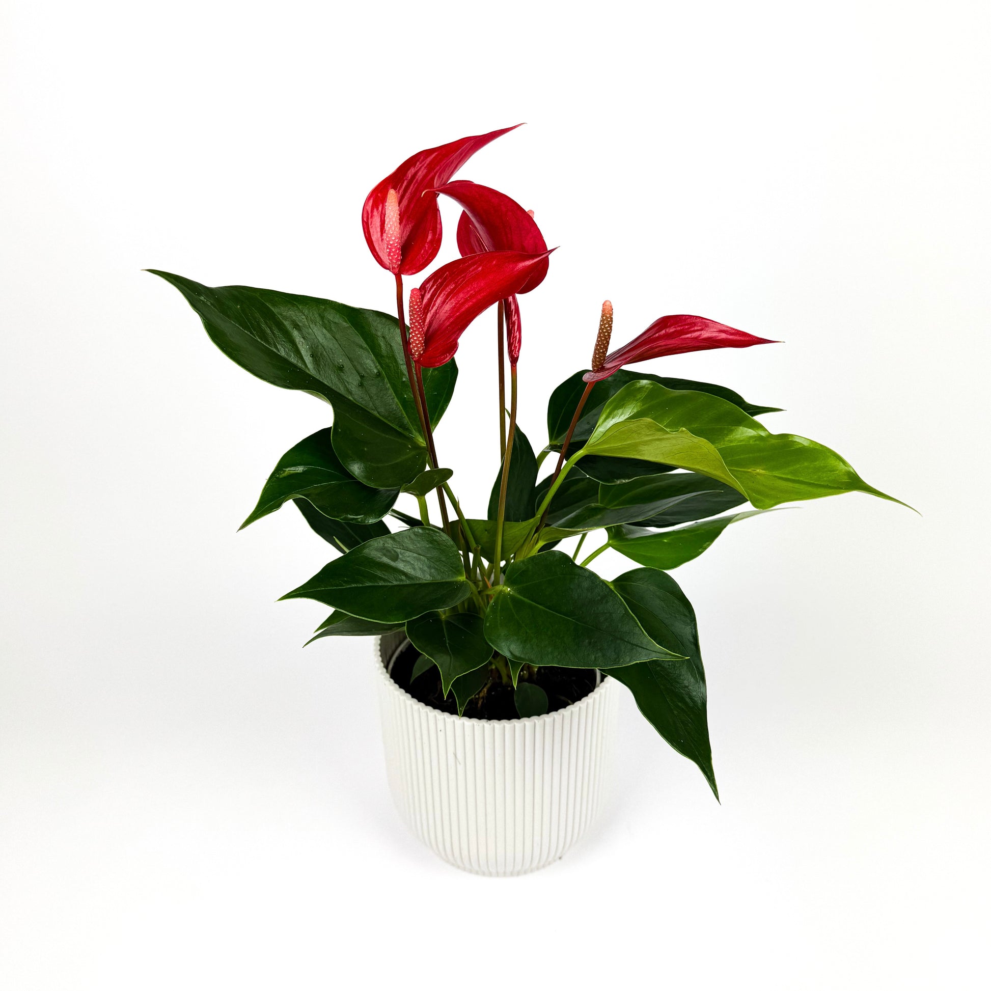 anthurium royal Anthurium Royal Red Houseplant – OH SO Floral