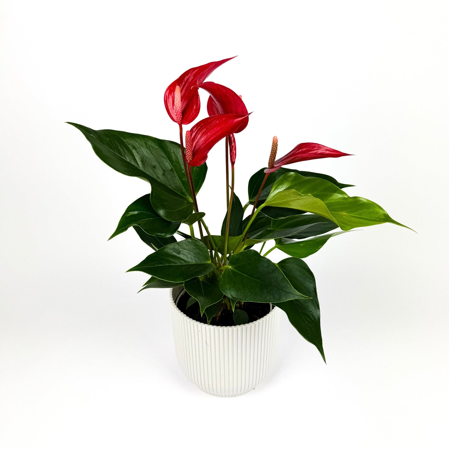 Anthurium Royal Red Houseplant