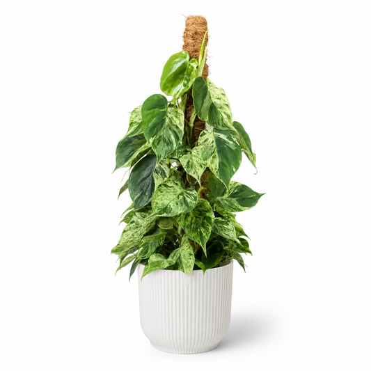 Philodendron Hederaceum Variagata 17cm Houseplant