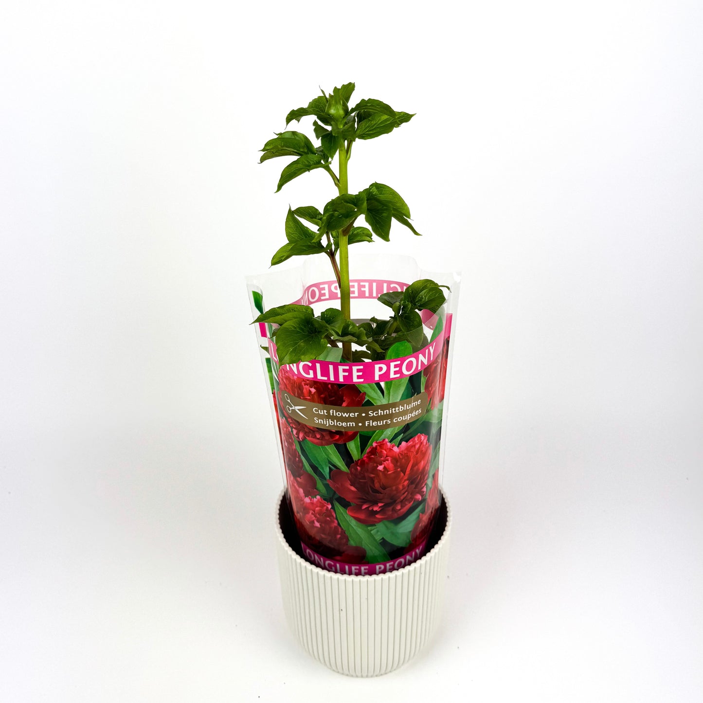 Peony Outdoor Plant
