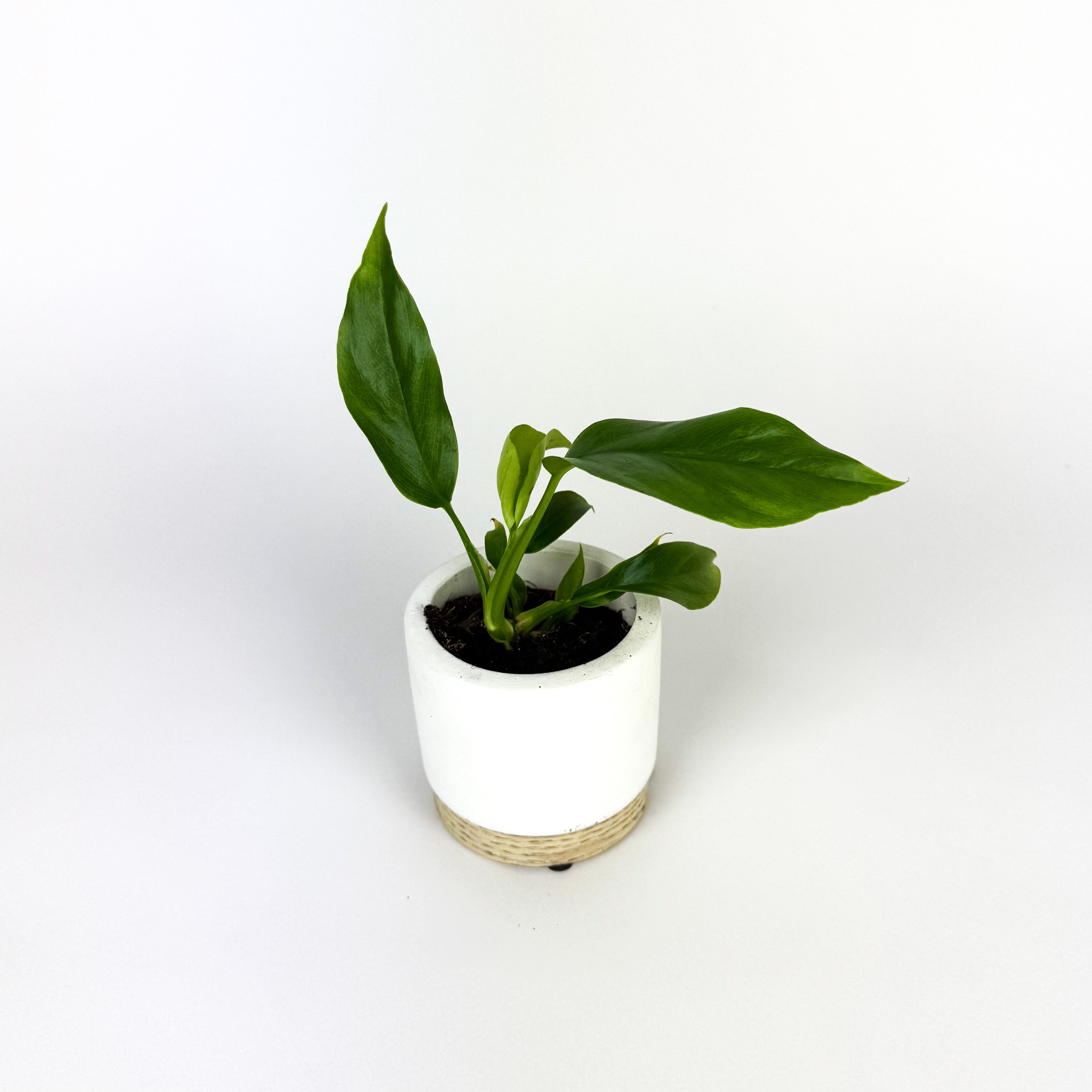 MINI Monstera Burl Marx Flame Houseplant