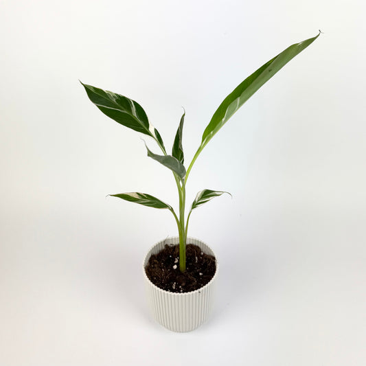 Musa Florida Variegated 10.5cm Houseplant