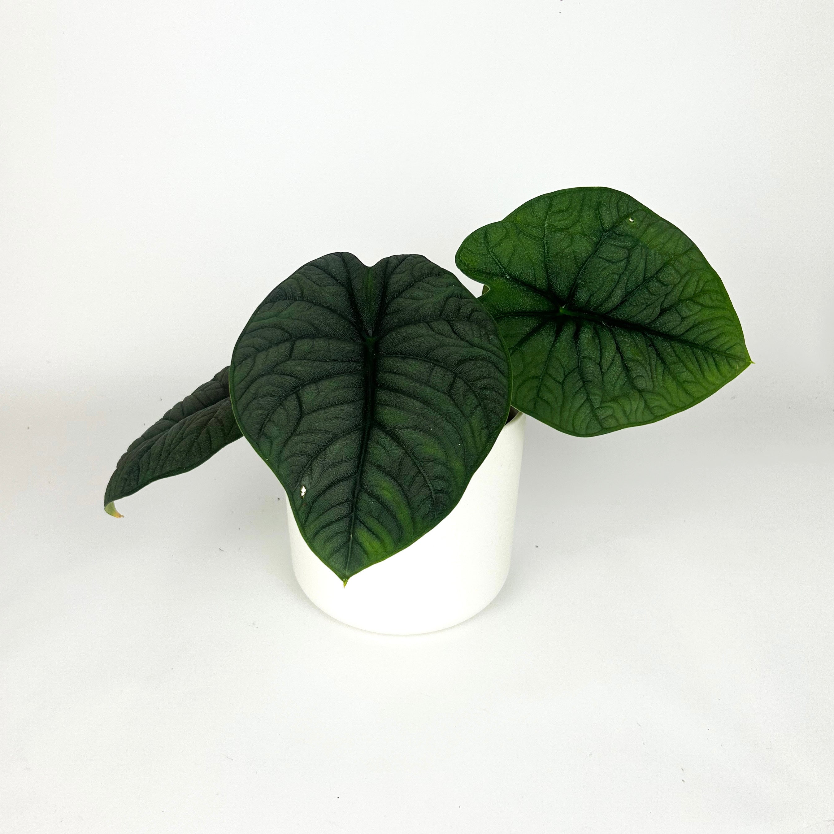 Alocasia Melo Houseplant