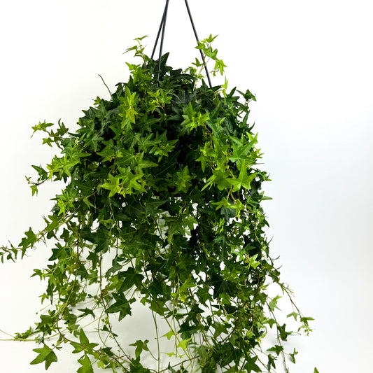 Large Helix Jacobine Green Hanging Houseplant