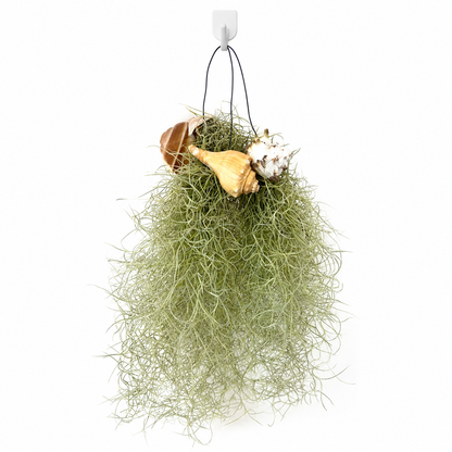 Tillandsia Airplant Shells Live Choice Houseplants