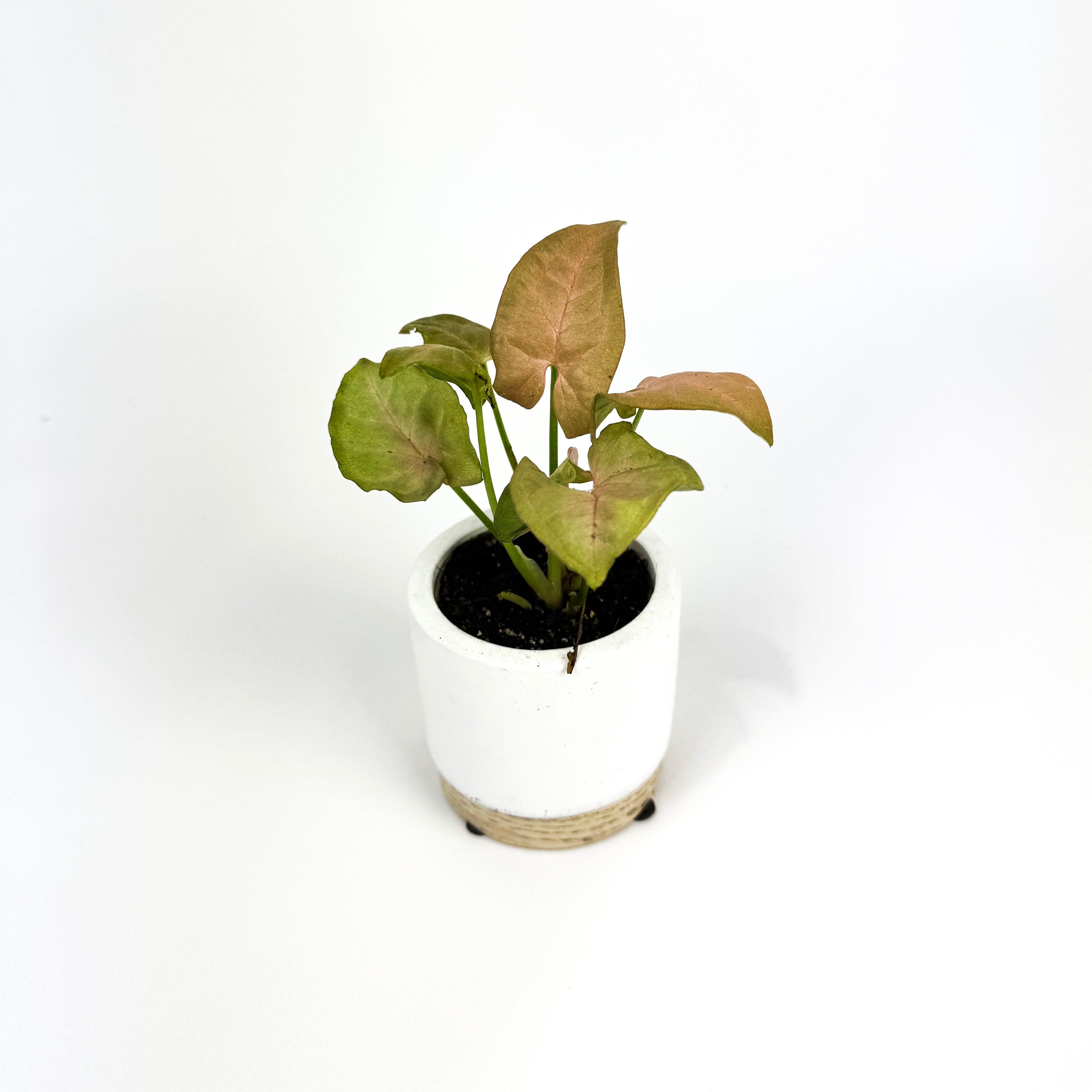 Mini Syngonium Neon Houseplant