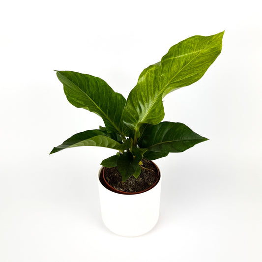 Anthurium Hookeri Houseplant