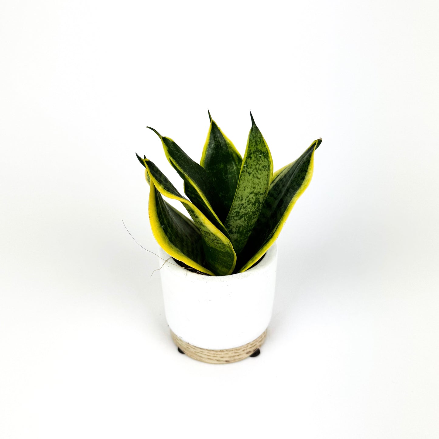 Mini Golden Edge Snake Houseplant