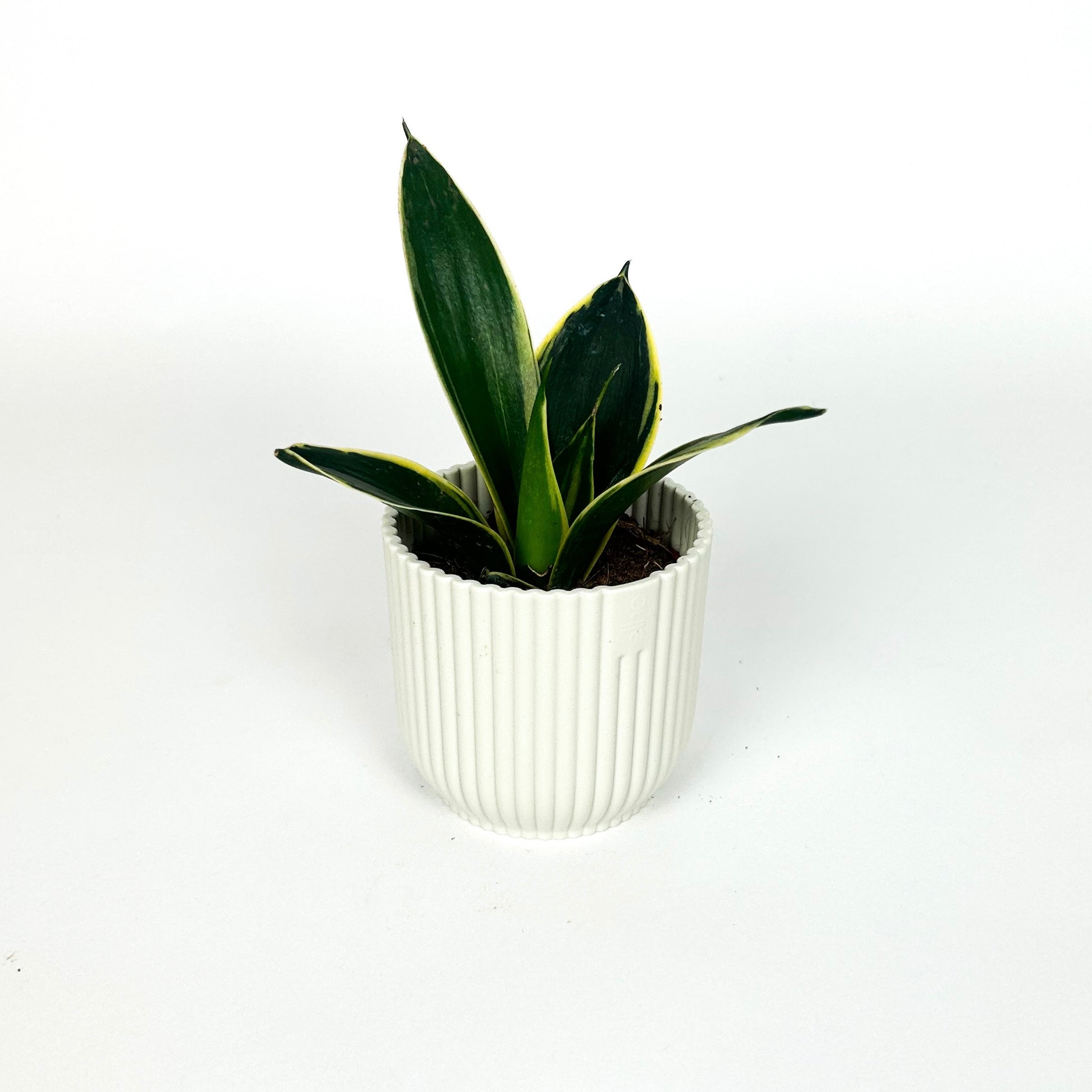 sansevieria hahnii pagoda Mini Sansevieria trifasciata 'Pagoda Hahnii' Houseplant – OH SO Floral
