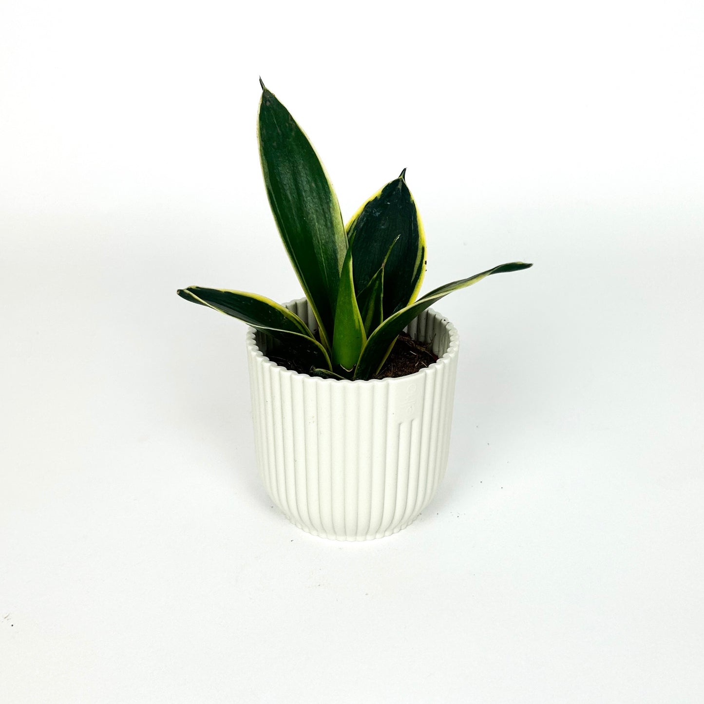 Mini Sansevieria trifasciata 'Pagoda Hahnii' Houseplant