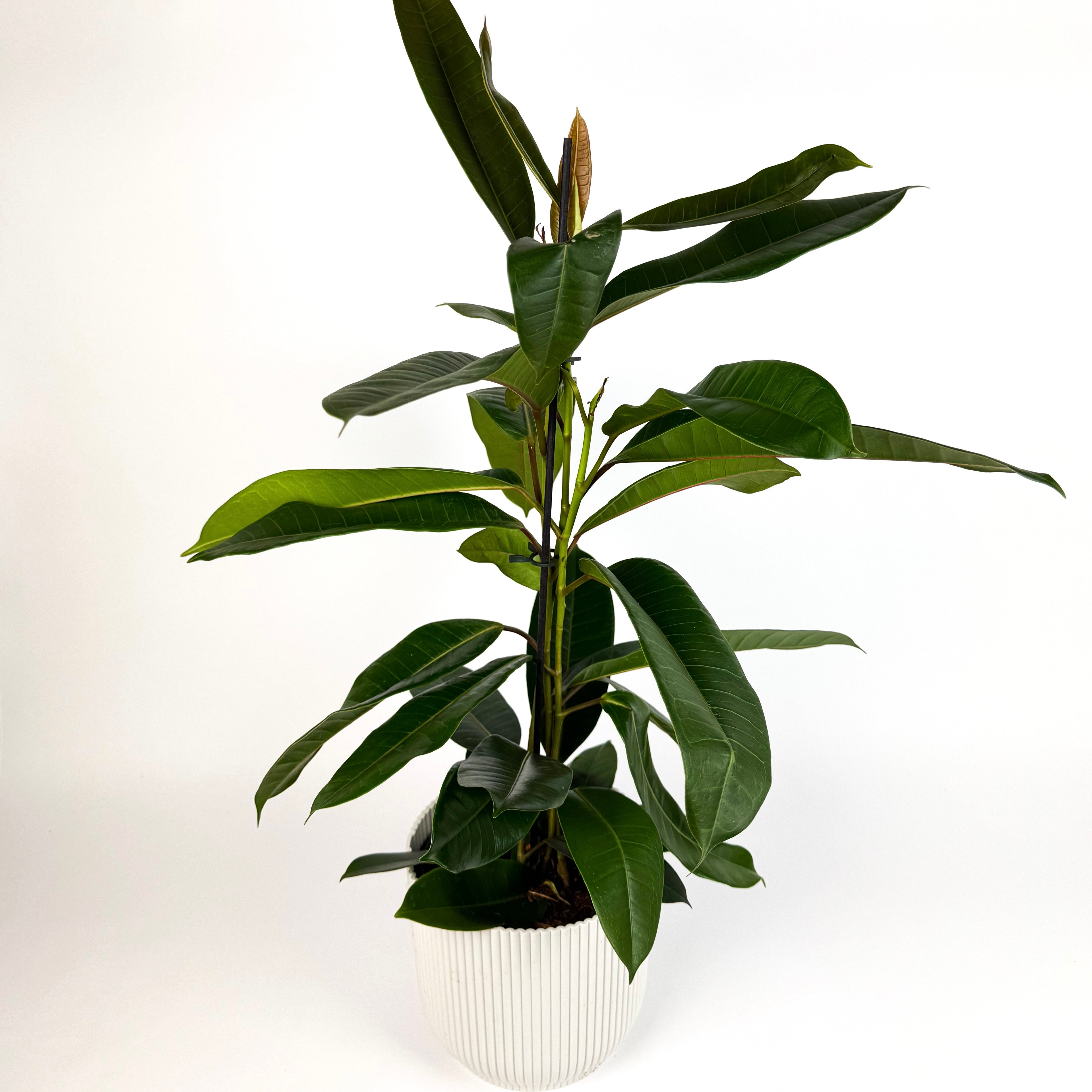 Large Ficus American Tresor Houseplant