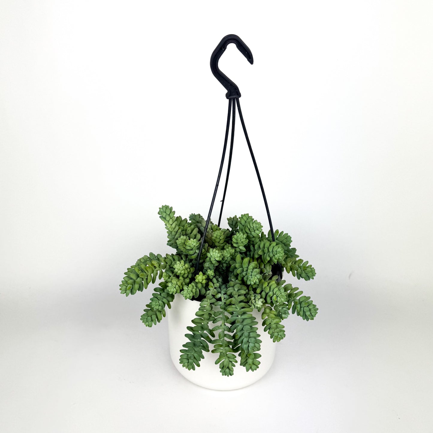 Sedum Burritto Hanging Houseplant