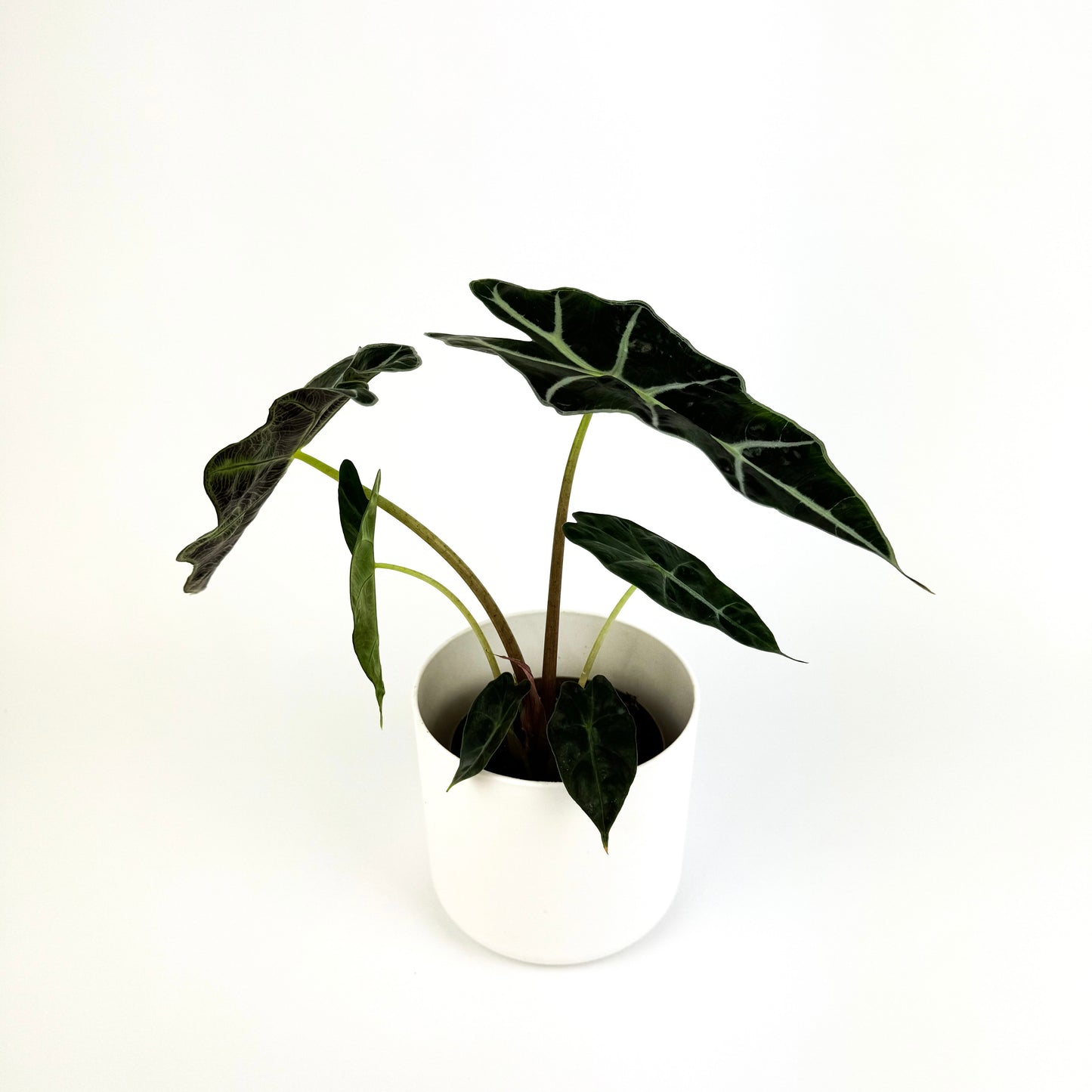 Alocasia Polly Indoor 11cm Houseplant