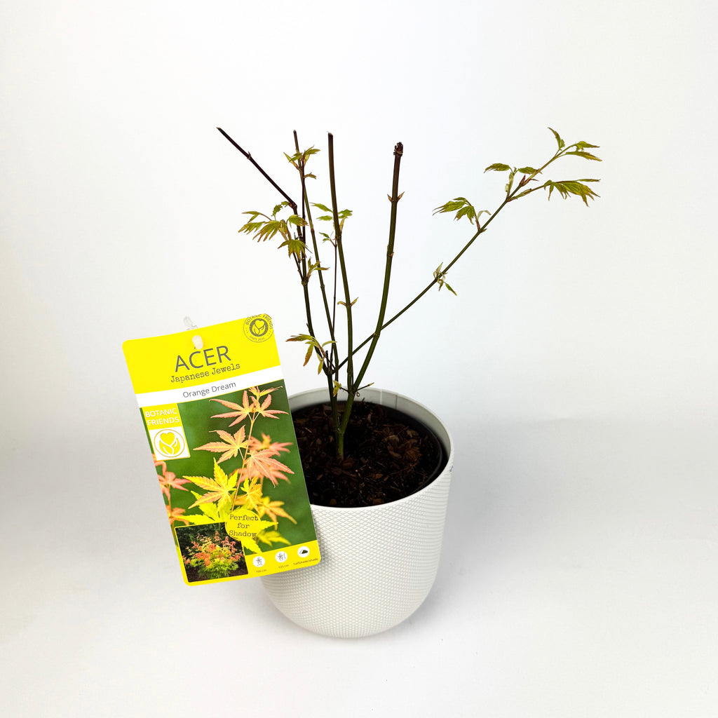 Acer Japanese Maple Trees Outdoor Plants