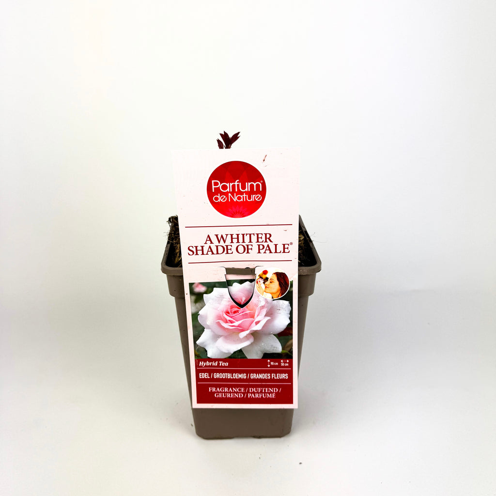 Rose 'Parfum de Nature' Scented Outdoor Rose Bush