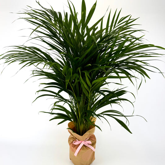 Large Areca Dypsis Palm Houseplant