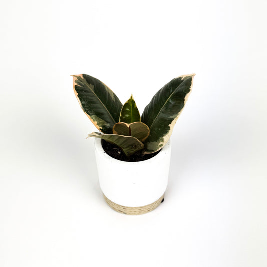 Mini Ficus Tineke Houseplant