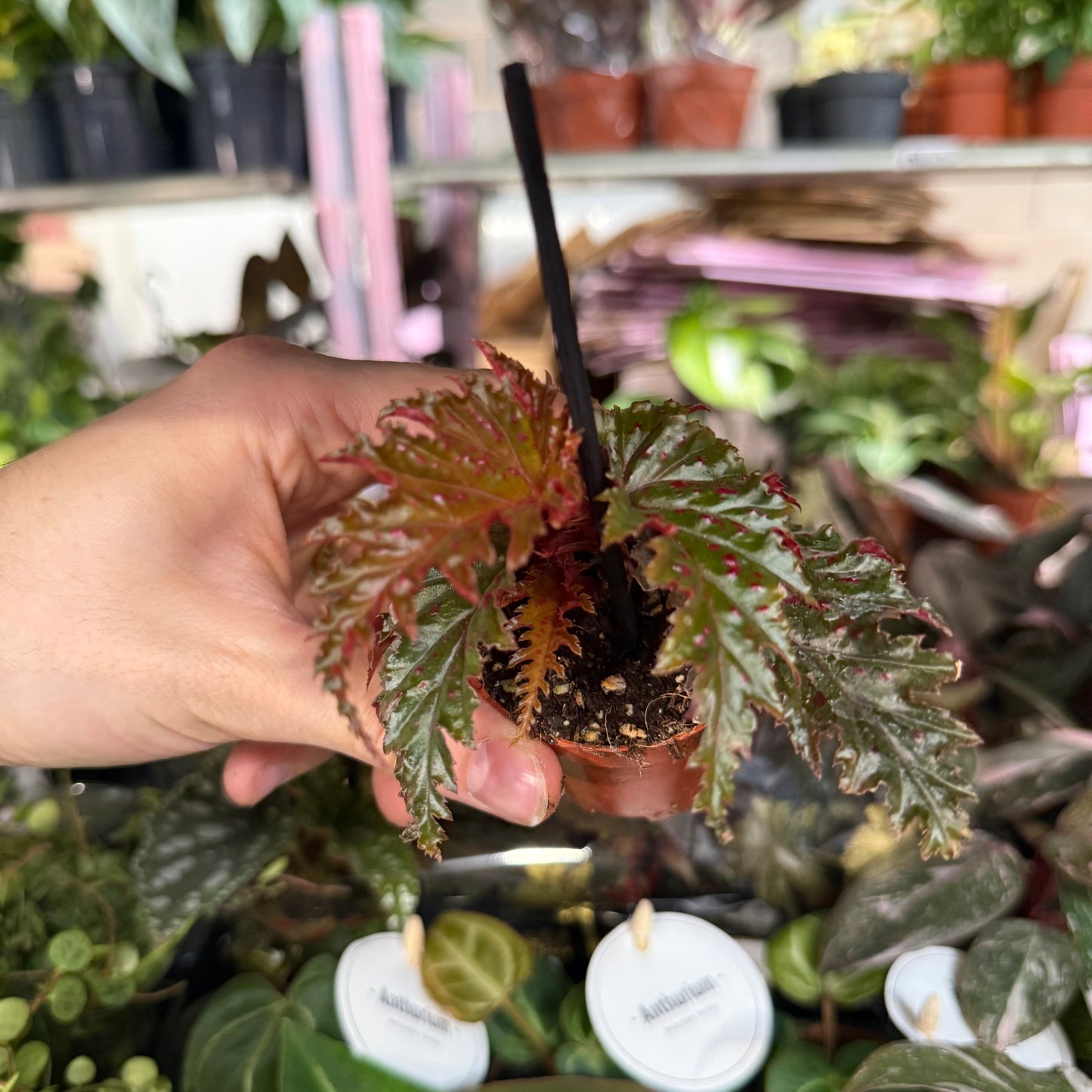 Mini Plants Bundle