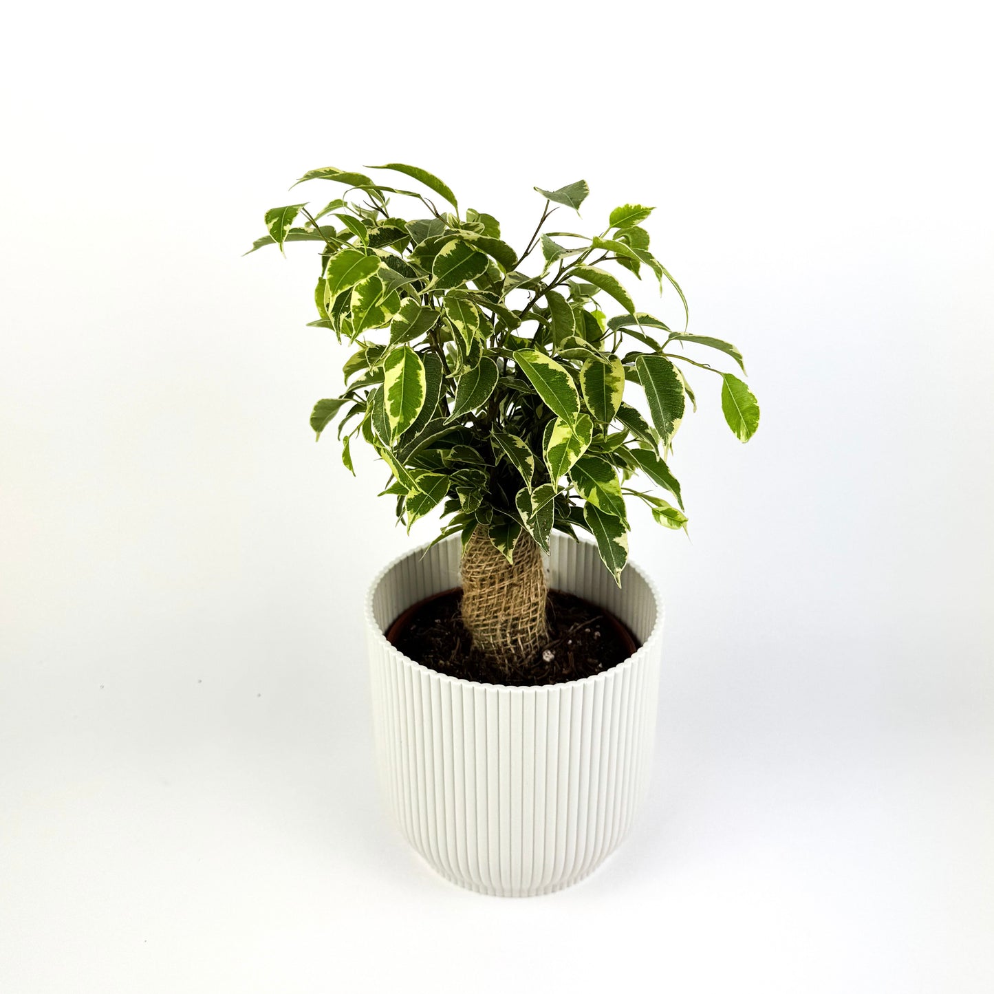 Ficus Kinky Variegated Houseplant