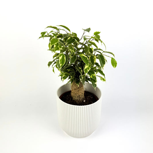 Ficus Kinky Variegated Houseplant