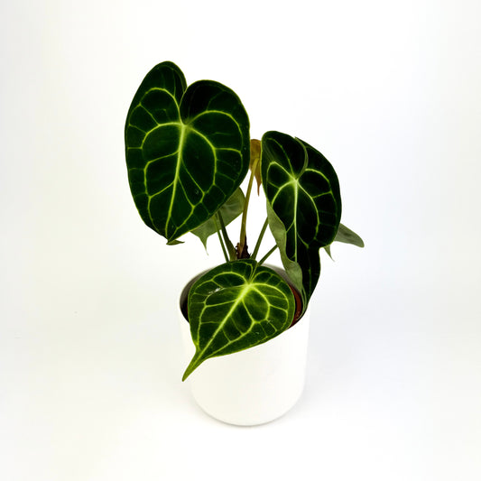 Anthurium Clarinervium Houseplant