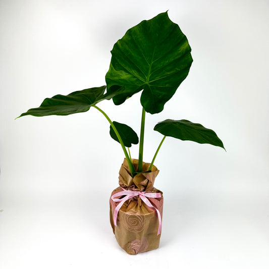 Large Alocasia Macrorrhiza Houseplant