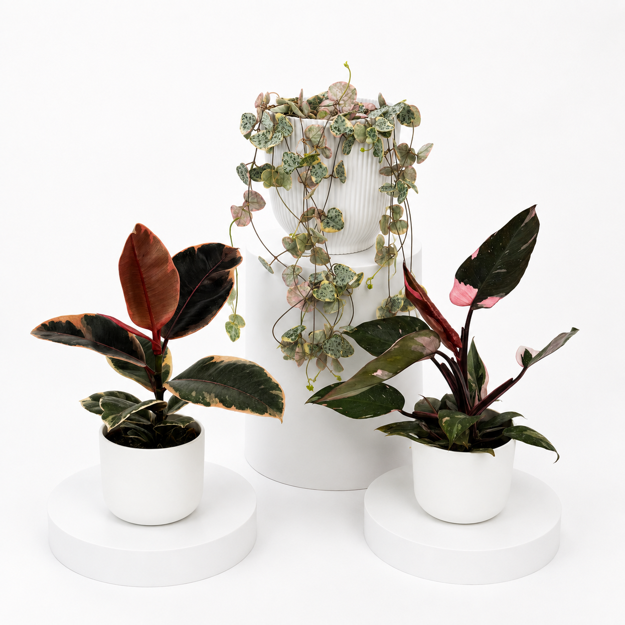 Pink Plant Bundle