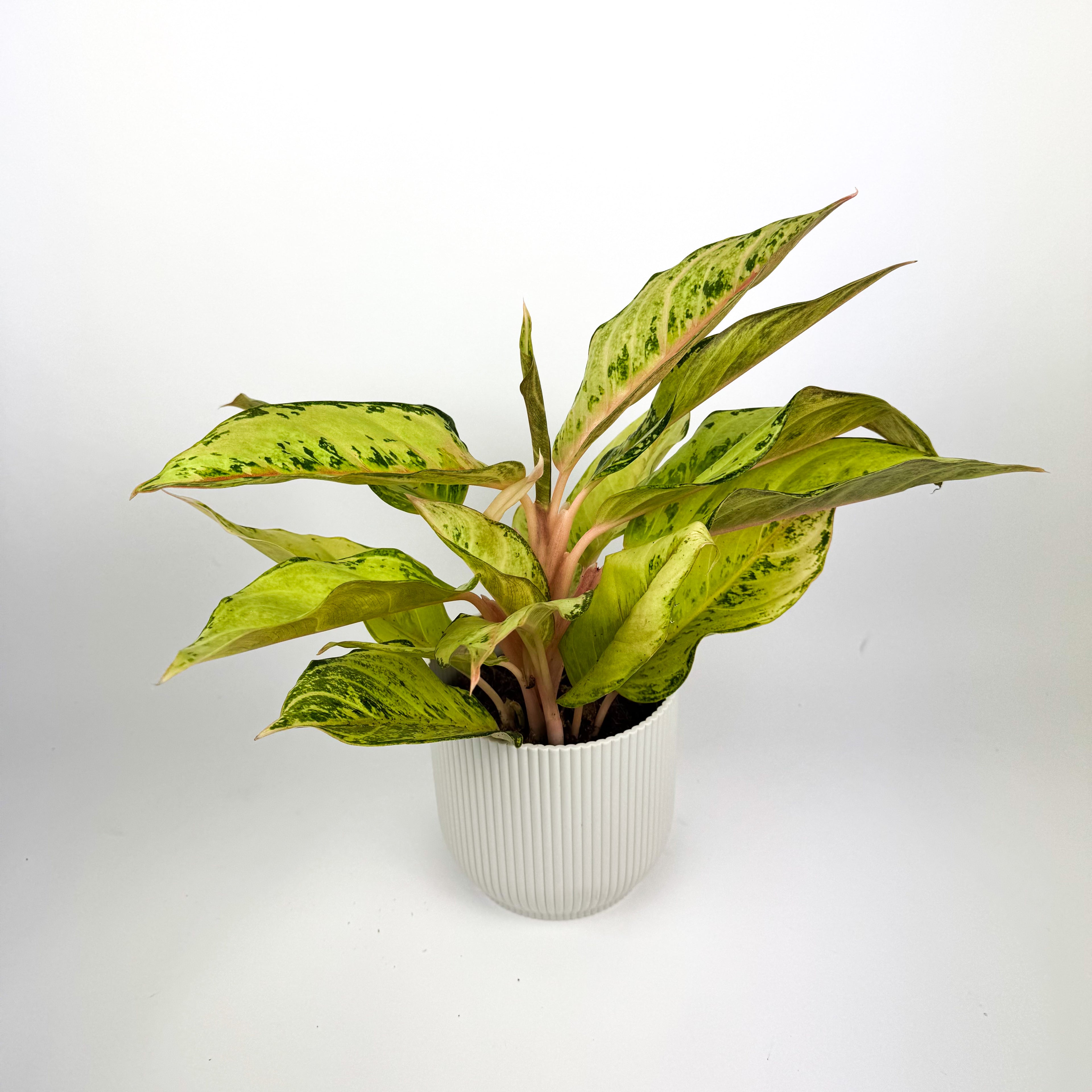Aglaonema Chartreuse Pretty 12cm Houseplant