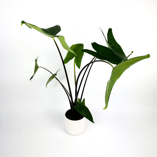 Alocasia Black Zebrina Indoor Houseplant