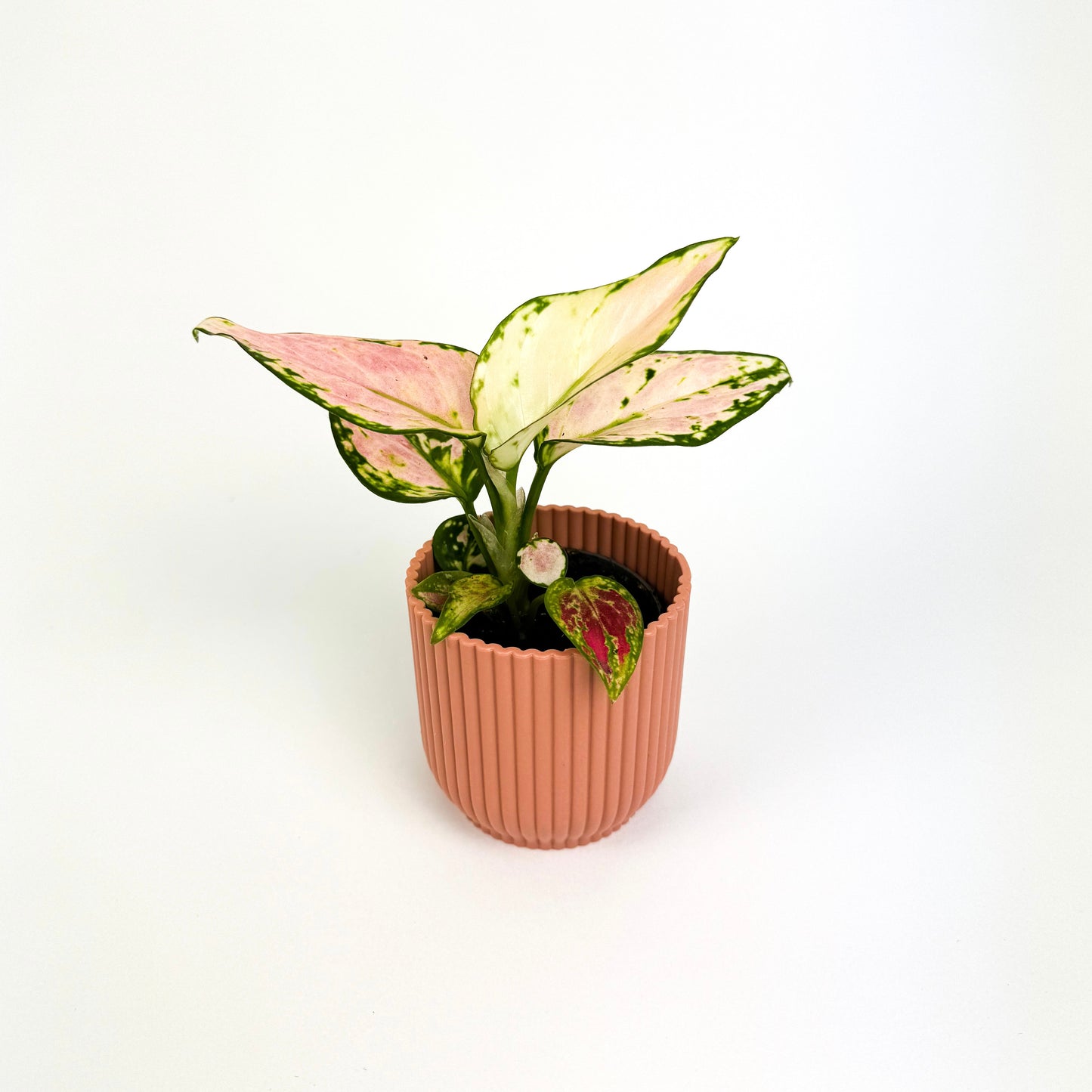 Aglaonema Red Zircon 6cm Houseplant