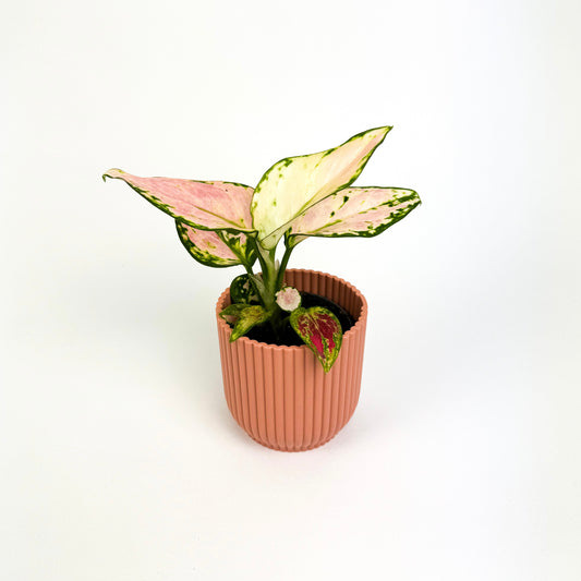 Aglaonema Red Zircon 6cm Houseplant