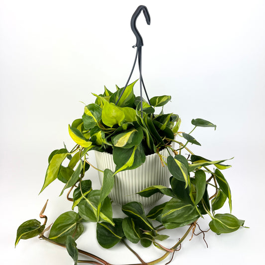 Philodendron Brazil 17cm Hanging pot