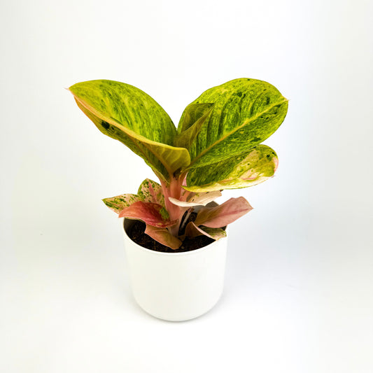 Aglaonema Apple Fantasy Houseplant