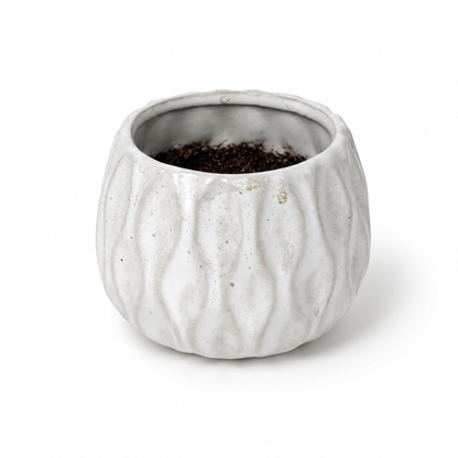 Desk Buddy Plant & Pot Bundle