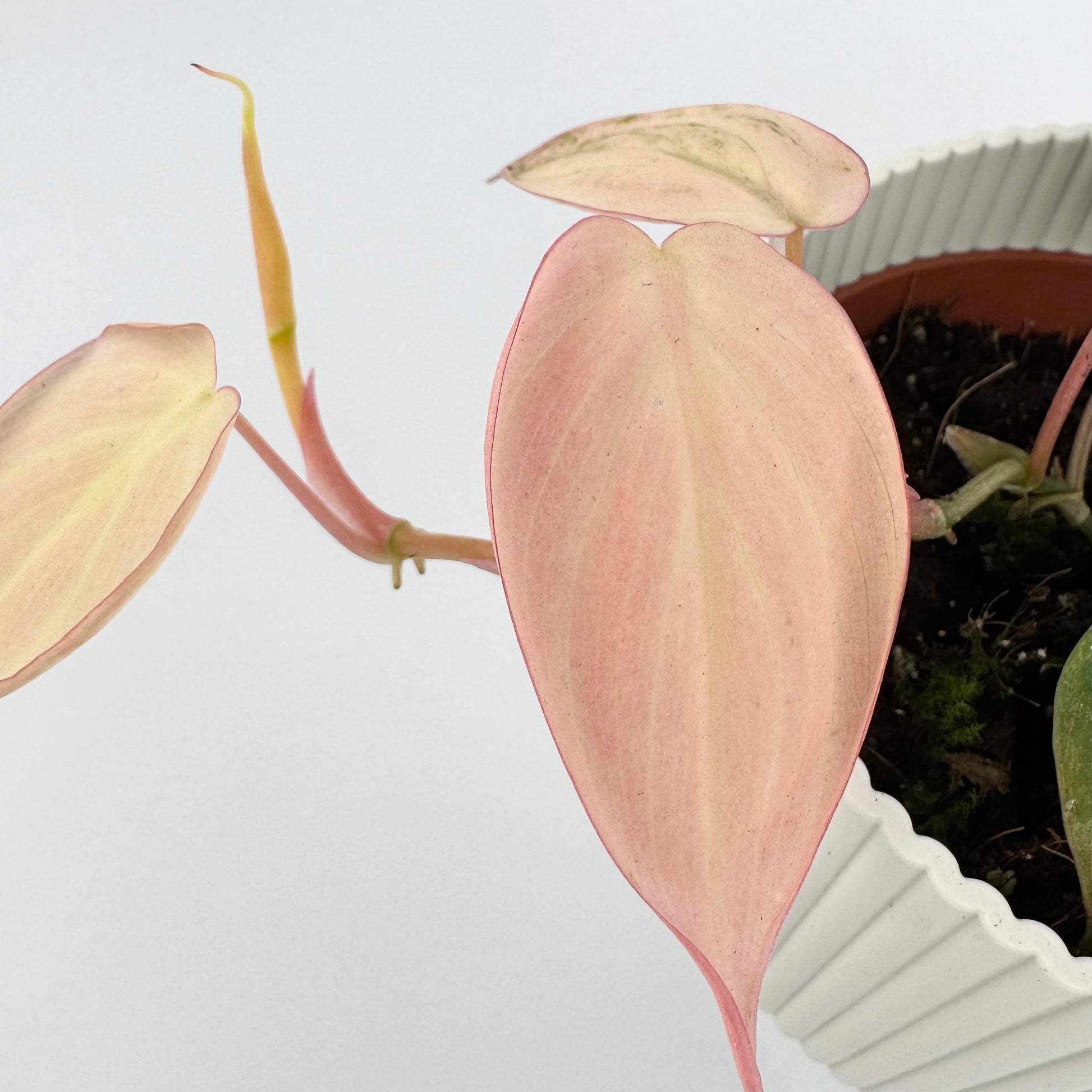 variegated micans philodendron Philodendron Micans Marble Variegated 10.5cm Houseplant – OH SO Floral