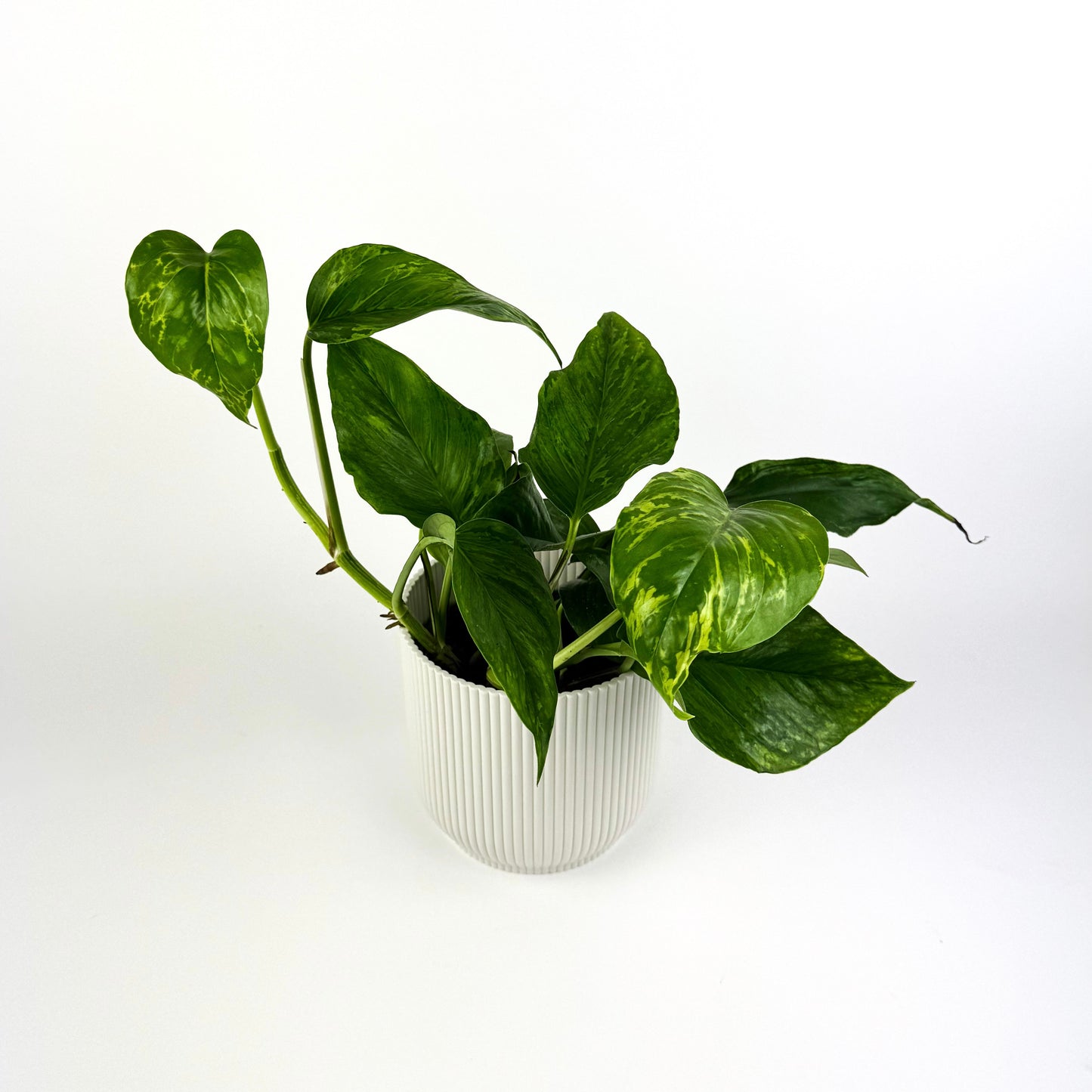 Scindapus Marble Green Houseplant