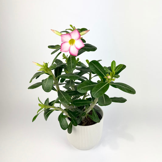 Adenium Obesum Pink 13cm Houseplant